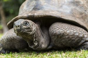 A giant Galapagos tortoise looks at the camera. 