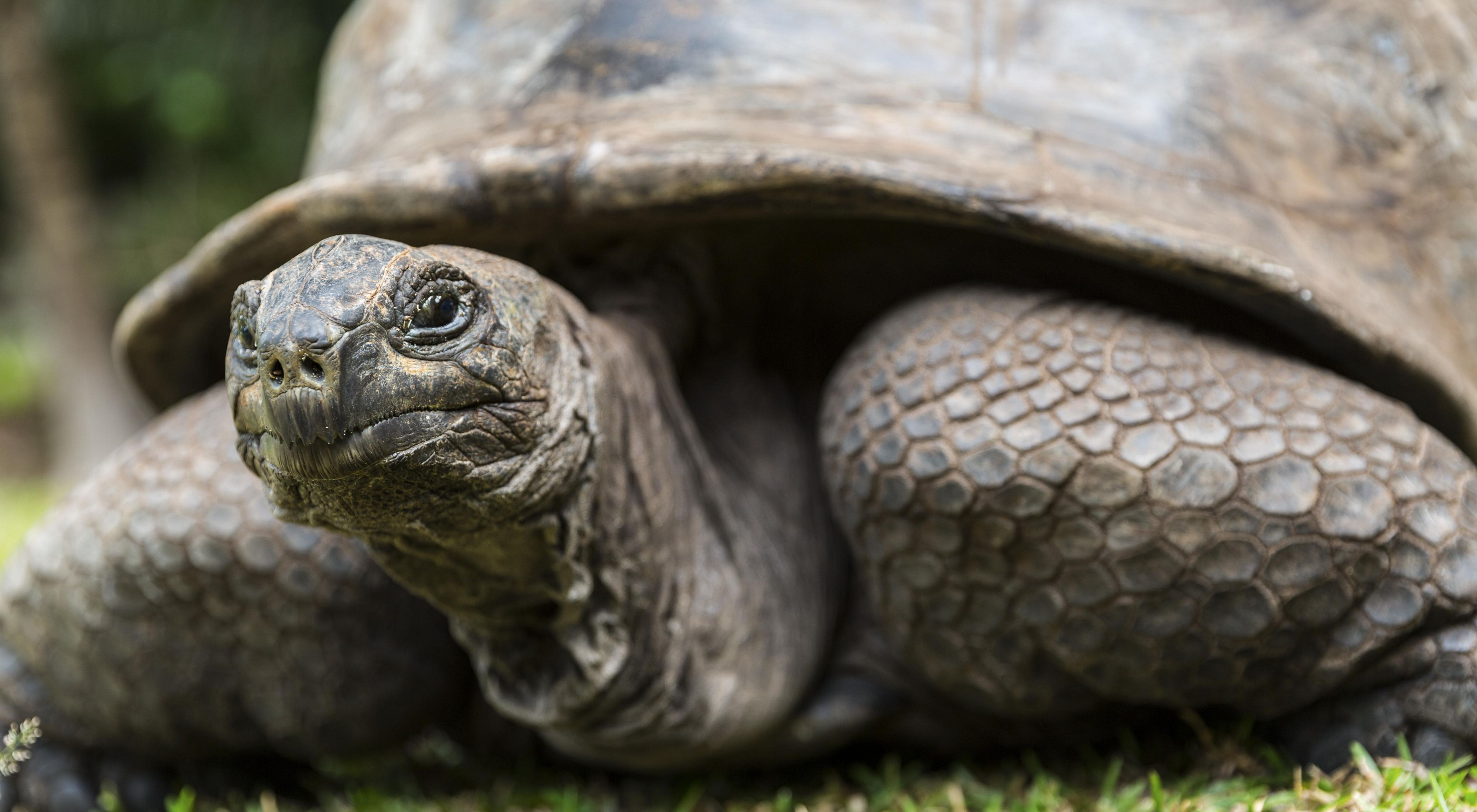A Galapagos tortoise looks at the left side of the camera