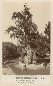A black and white historical image of El Arbol de La Noche Triste from the late 1800s, with long branches and twisted trunks.