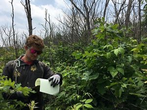 A man in sunglasses stands within tall vegetation, studying his field notes.
