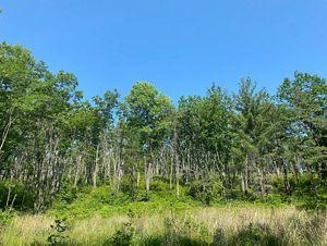A green wall of trees post-burn at St. Mary's Wilderness.