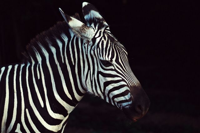 a young zebra against a black background