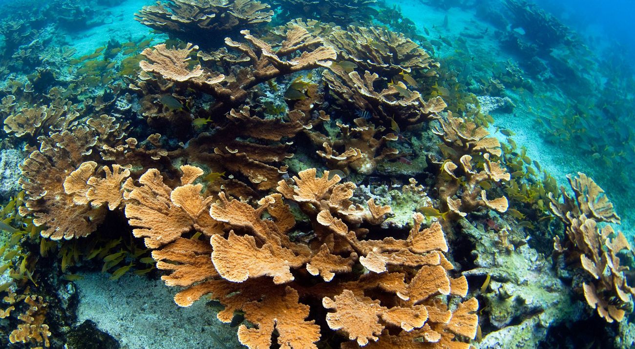 Elkhorn corals in Jardines de la Reina in Cuba.