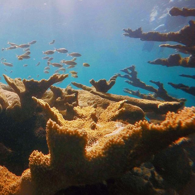 Elkhorn corals in Puerto Rico