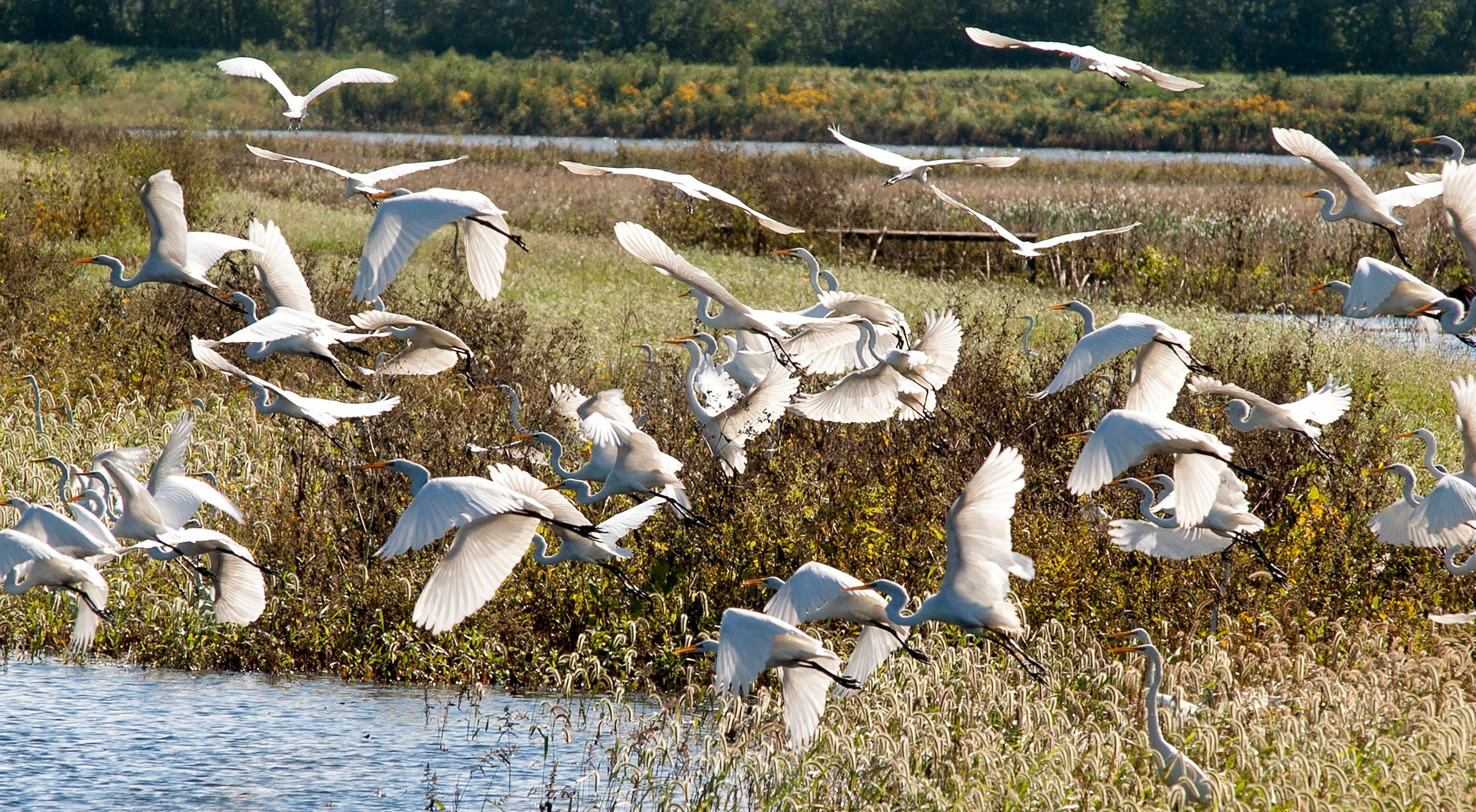 A large flock of long-necked white birds takes flight at The Nature Conservancy's Emiquon preserve. 