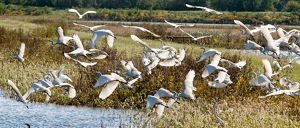 A flock of white birds takes flight over a wetland. 