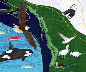 An illustration of birds, fish and whales drawn on a map of the Pacific Northwest.