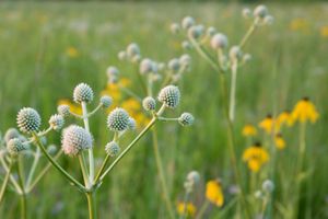 Closeup of rattlesnake master flowers in a grassy field.