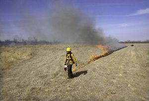 Firefighter setting a prescribed burn in field. 