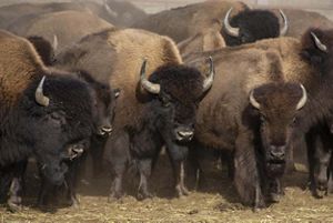 Herd of bison.