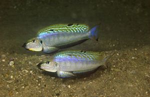 Two colorful fish swim underwater.