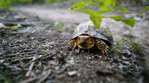 A small turtle sits on a dirt ground, looking at the camera, its legs and head poking out of the shell.