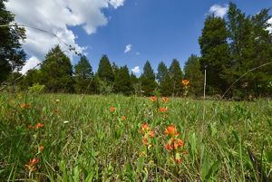 A green prairie dotted with bright scarlet flowers and surrounded by tall trees with a blue sky above.