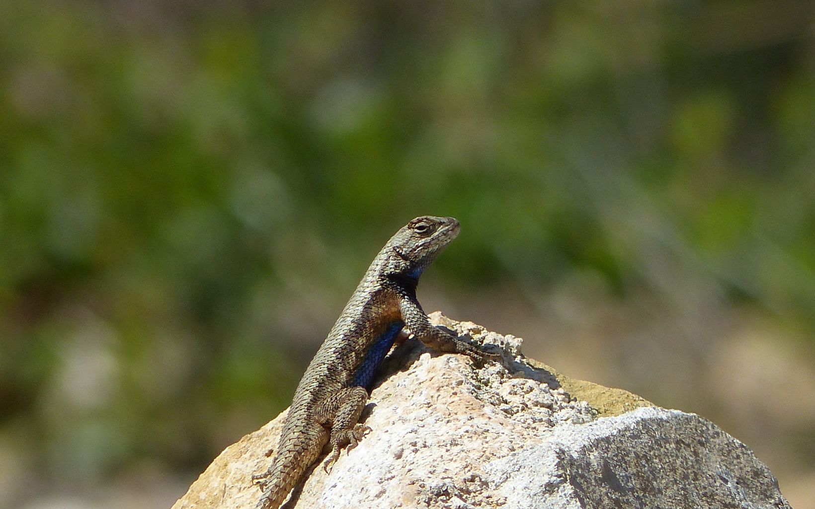 A lizard perched on a rock.