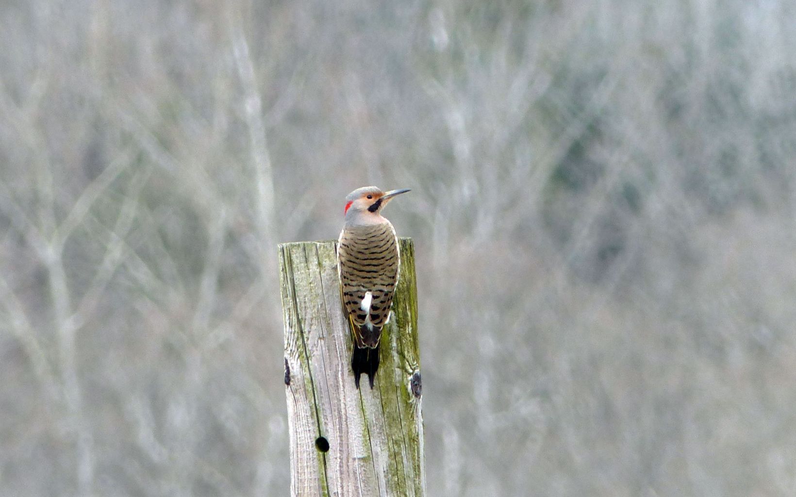 A gray, black and red woodpecker perched on a fence post.