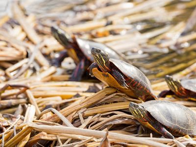Four eastern painted turtles are basking in the sun.