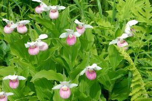 Closeup of pink-and-white lady's slippers growing in a forest.