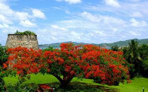 Flamboyant tree at Estate Little Princess, St. Croix