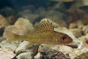Eurasian Ruffe