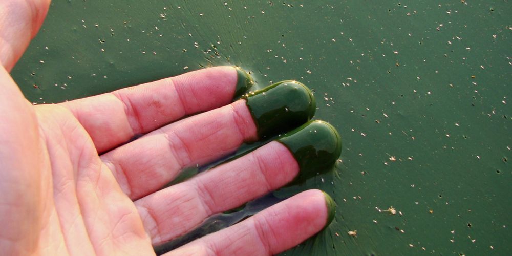 An open palm dipping fingertips in green sludge producing green fingers.