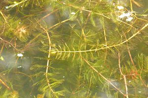 Underwater plant with a tangle of long stems and thin, feathery leaves.