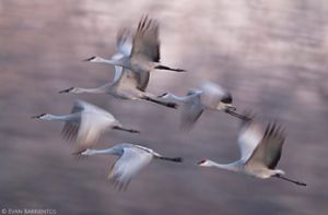 A flock of six sandhill cranes in flight.