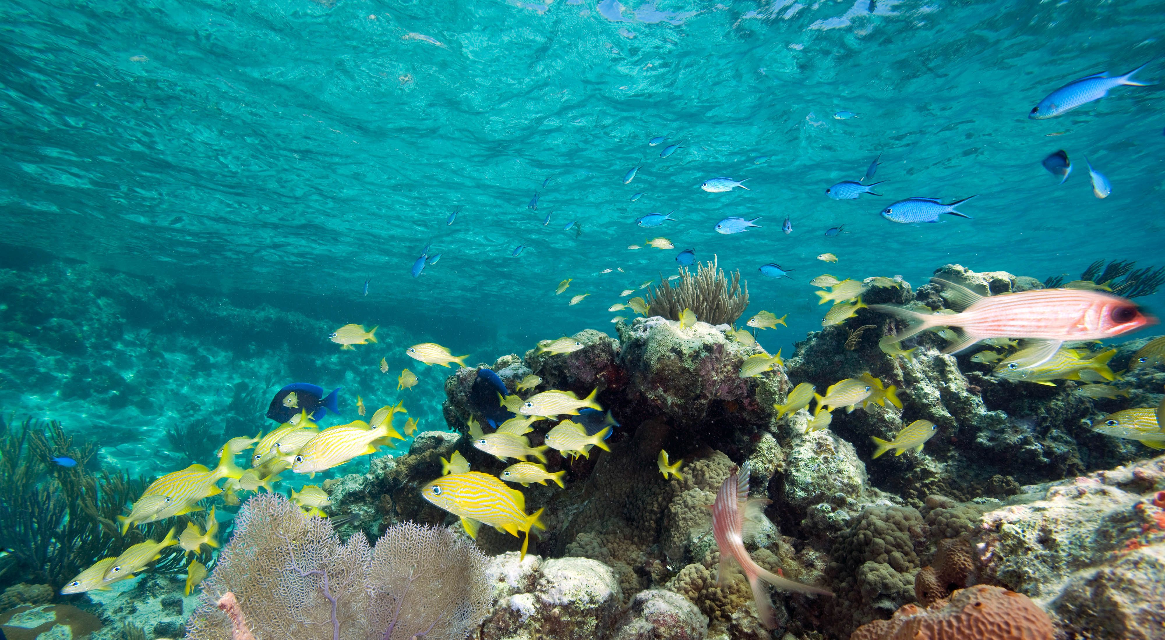 Fish swim through healthy reef in Exuma Cays Land and Sea Park.