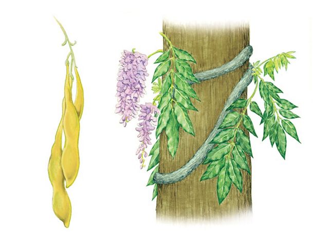 Exotic wisteria plant and seed pod illustration