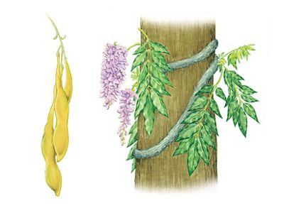 Exotic wisteria plant and seed pod illustration.