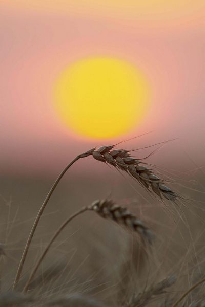 A wheat plant sits in  of a setting sun and pink sky.
