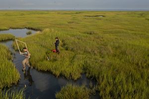 Staff of TNC stand in the grasses of a salt marsh surveying plants and wildlife. One carries a quadrat over water and the other records data.