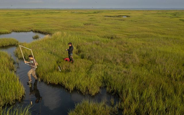 Staff of TNC stand in the grasses of a salt marsh surveying plants and wildlife. One carries a quadrat over water and the other records data.