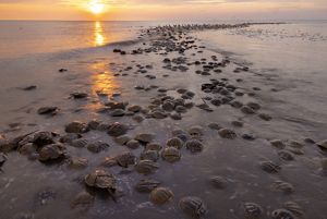 Several horseshoe crabs rest on the sand near the bay, as a sun sets in the background.