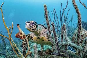 A sea turtle swims through a coral reef.