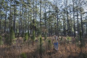 Man standing in tan jacket in a grove of young longleaf pines. 