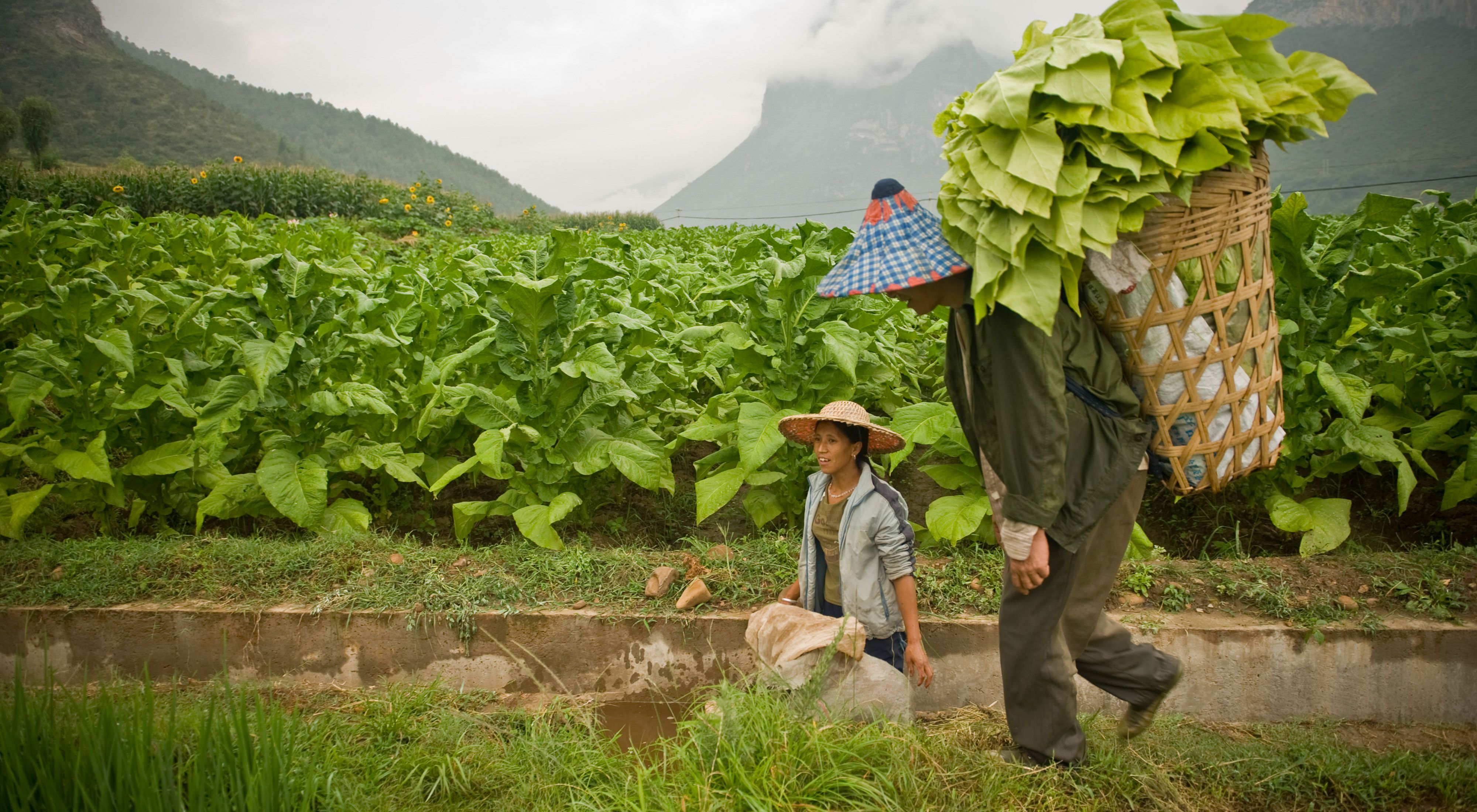 A farmer carries a basket on their back filled with leaves in front of a field.