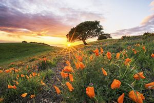 The sun shines just above grassy hills over a field of California poppies.