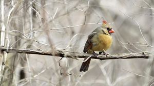 A tan female cardinal is resting on a branch.
