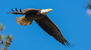 Bald Eagle in flight.