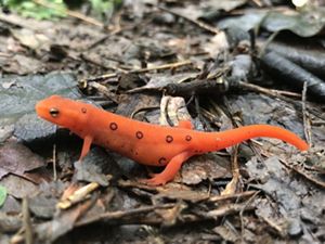 A red eft, a small bright orange salamander with small black spots walks across a forest floor.