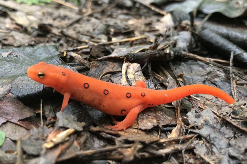 An orange salamander with small black-ringed red dots on the ground in a pile of leaf litter.