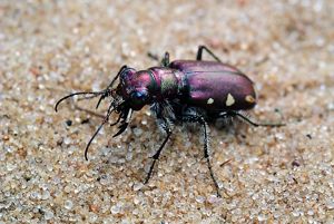 A purple iridescent tiger beetle walks across sand. 