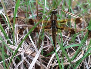 A dragonfly perches on blades of grass. 