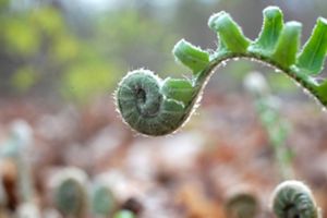 The end of a green fern curves into a ball. The tops of other curved head ferns are just visible at the bottom of the photo.