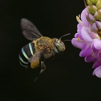 Photo of a bee pollinating a flower.