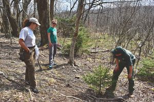 Three people monitor a tree planting site. A man leans over a short red spruce seedling. Two women stand slightly uphill of him looking on.