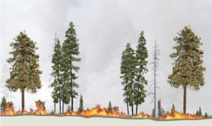 Graphic showing fire burning low to ground in thinned forest.