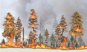 Graphic showing fire burning up to tree tops in thick forest.