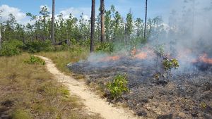 A prescribed fire burns on one side of a path in a forest.