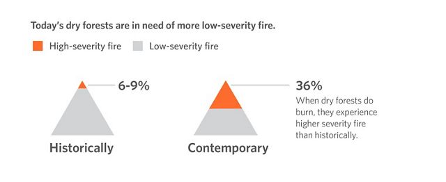 Graphic showing that fires in today's forests reach higher severity because of the accumulation of dry fuel.